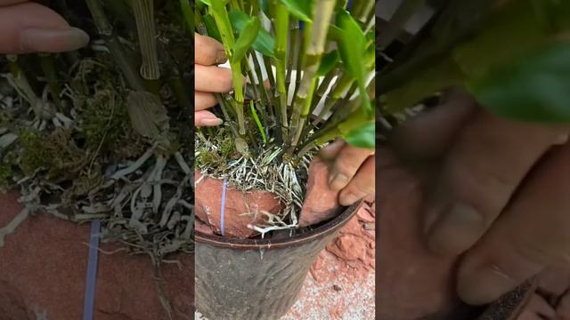 daily life orchid growing смотреть онлайн