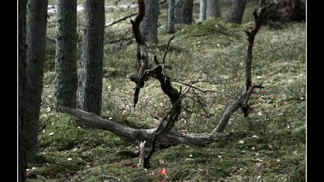 The Dark Forest Walkthrough - Escape Fan смотреть онлайн