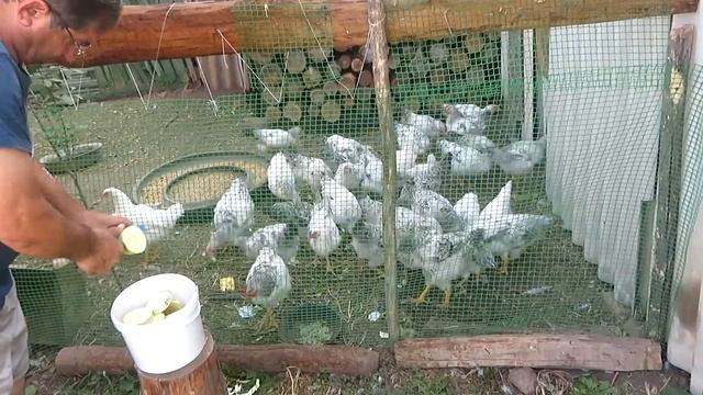 #97 Когда и как убирать репчатый лук с грядки чтобы дольше, хорошо хранился зимой.Цветные бройлеры. смотреть онлайн