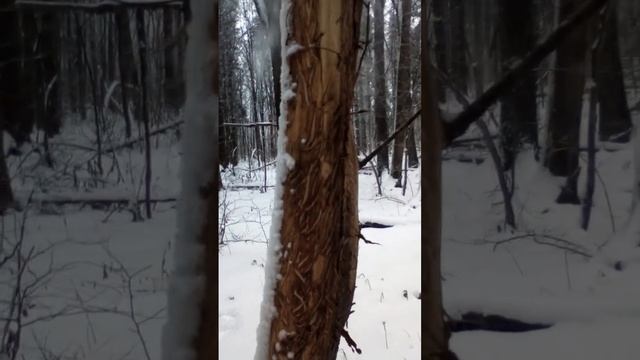 #shorts Лоси-что едят зимой смотреть онлайн