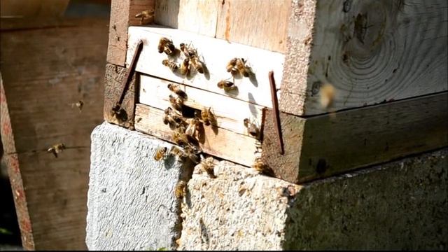VIRGIN Queen Honey Bee Leaves for Mating Flight смотреть онлайн