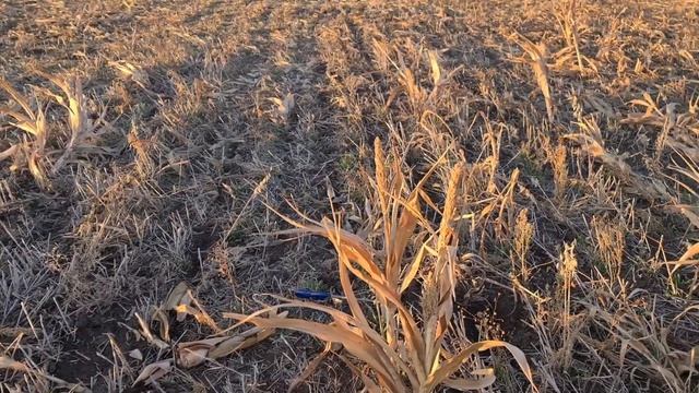 Посев оз.жита по смеси покровных культур. No-till 20.10.2021 смотреть онлайн