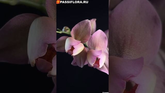 P.legato (Phal.Smoky Pink) смотреть онлайн