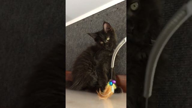 Jack FLUFFYTAILS смотреть онлайн