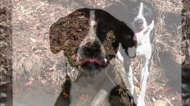 Meet Circus Stella's Rescued Dogs смотреть онлайн