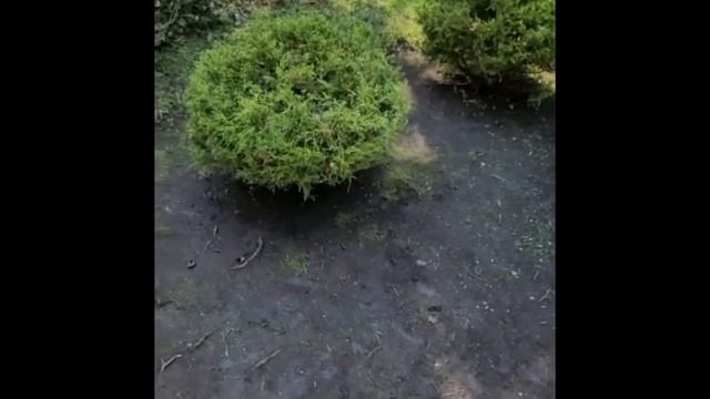 Служба уборки за садом в США. Как они работают? смотреть онлайн