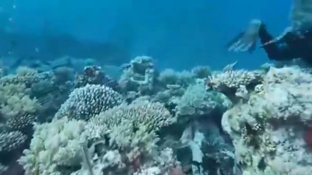 Обследование корабля затонувшего 1890 годах в районе Шарм Эл Шейх смотреть онлайн