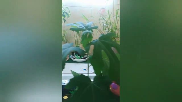 инжир из семян. спустя 6 месяцев смотреть онлайн