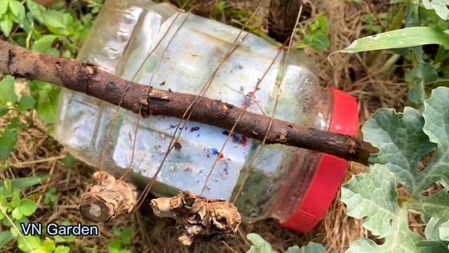 Growing yellow watermelon at home and make square watermelon смотреть онлайн