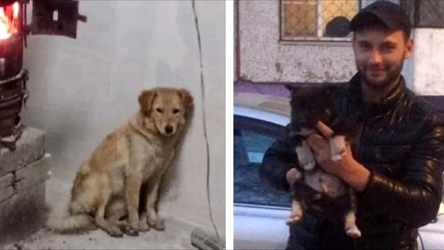 Собака жалобно просила помощи для щенят. Но люди проходили мимо! смотреть онлайн