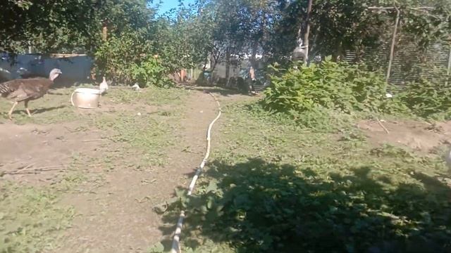Все о цесарятах смотреть онлайн
