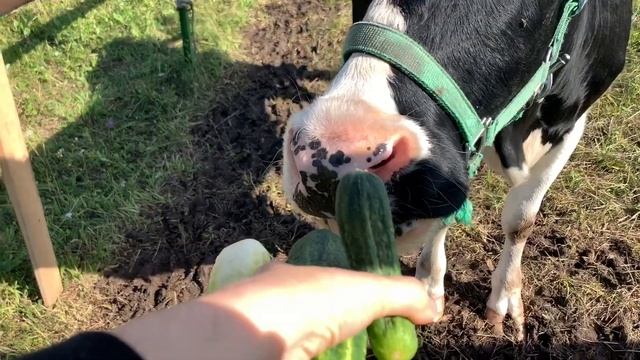 Далеко, далеко на лугу пасётся Коооо