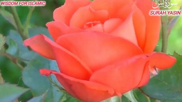 Surah Yasin (Surah Yaseen)| Full With Arabic | Beautiful Recitation | سورۃ یس 36| 00448 смотреть онлайн