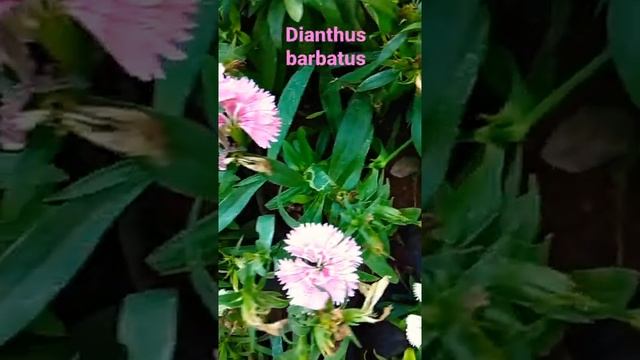 Good Morning || Dianthus barbatus || the sweet William?Ornamental Garden Plant ? смотреть онлайн