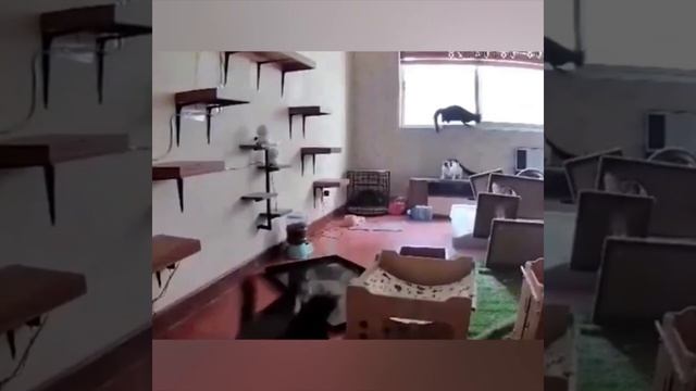 Котобуря, или котошторм. #shorts