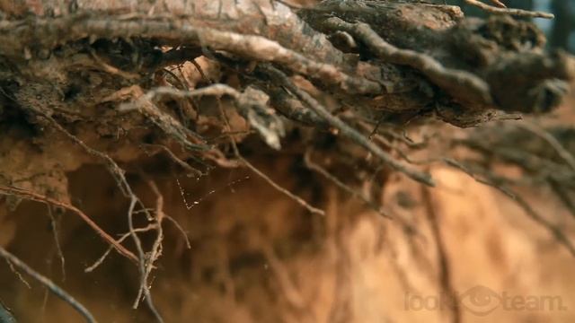 Russian Nature (video production "look!team") смотреть онлайн