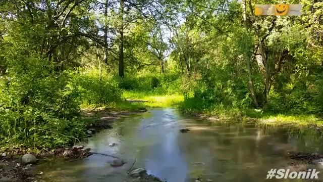 Уничтожение всех инфекций! Настрой Сытина Читает Автор!