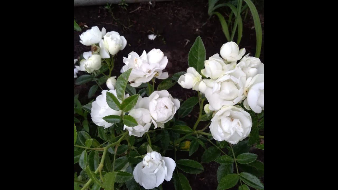 Помпонная спрей роза вайт морсдаг. Роза White Morsdag отзыв. Роза Уайт Морсдаг отзыв