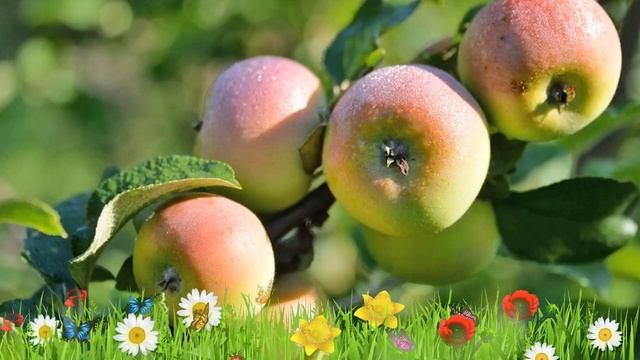 Яблоня обыкновенная Свежесть ? Обзор: посадка и уход. саженцы, крупномеры: описание и особенности смотреть онлайн