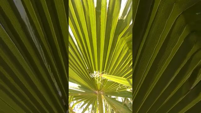 пальмы Ташкента смотреть онлайн