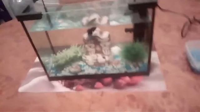 2 часть про петушка смотреть онлайн