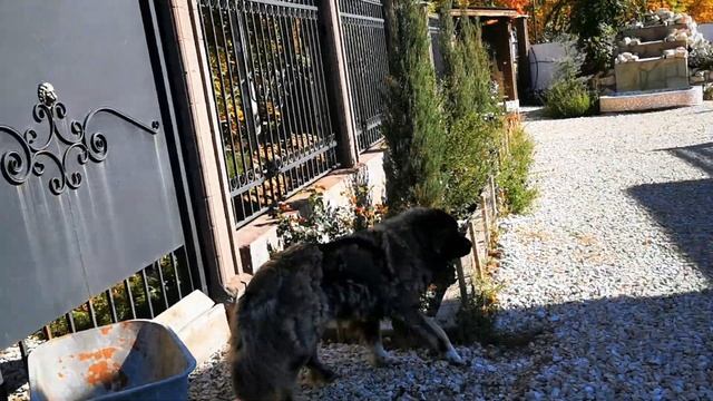 Кавказские Овчарки и Алабай. смотреть онлайн