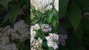 Необычное бело-розовое соцветие очитка Стардаст