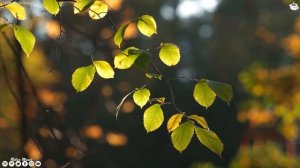 ОСЕНЬ ? Самая красивая мелодия в мире! Невероятно красивая осенняя мелодия! ПОДБОРКА ОСЕННИХ МУЗЫКА