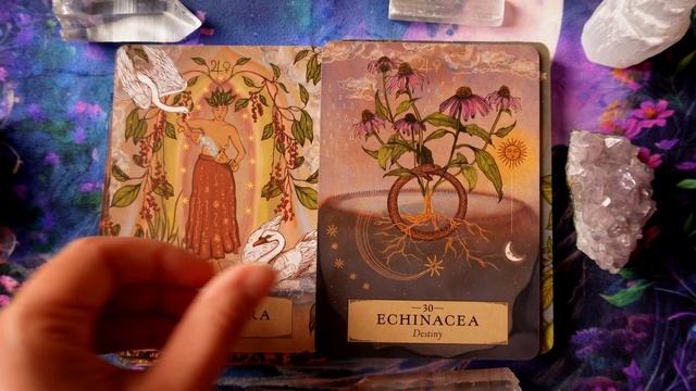 The Herbal Astrology Oracle?4K? Flip Through? смотреть онлайн