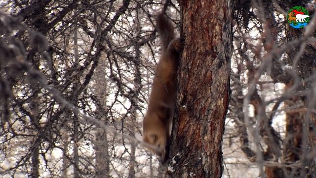 Соболь - таежный верхолаз /Sable Siberia смотреть онлайн
