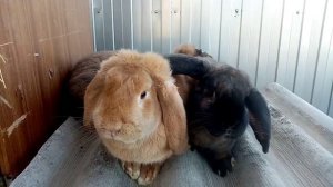 Кролики породы  Французский Баран. Второй заход.