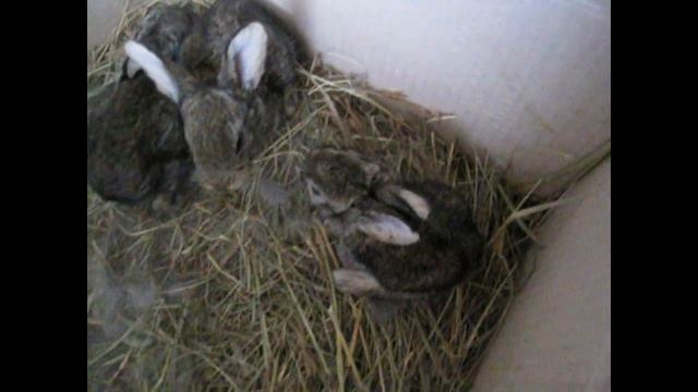 Крольчата искусственники.Возраст две недели смотреть онлайн