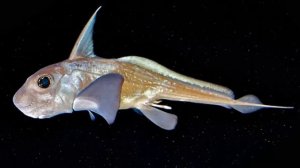 ХИМЕРЫ  - Загадочные обитатели глубин