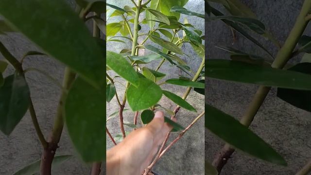 Можно ли обрезать рододендроны. смотреть онлайн