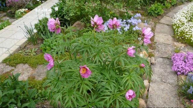 Пион уклоняющийся (Марьин корень) — выращивание на садовом участке смотреть онлайн