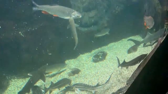 ВДНХ, обед, Москвариум смотреть онлайн