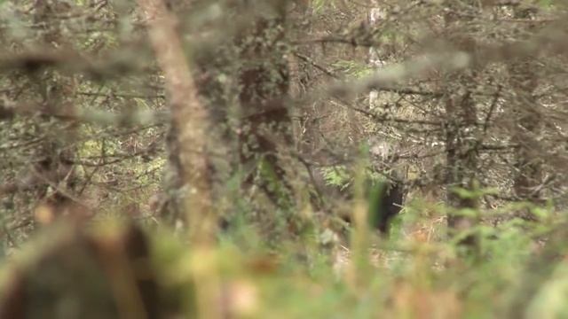 Охота с собаками. Выпуск 1. Охотничьи приключения в Норвегии /NORDIC WILD HUNTER (Охотник и рыболов смотреть онлайн