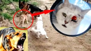 Кошечку Марфу чуть не ЗАГРЫЗЛИ собаки! Марфа сильно РАНЕНА!