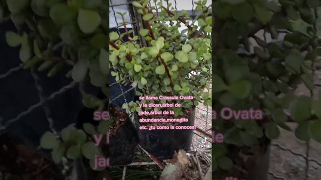 Crassula Ovata ¿como la conoces tu? смотреть онлайн