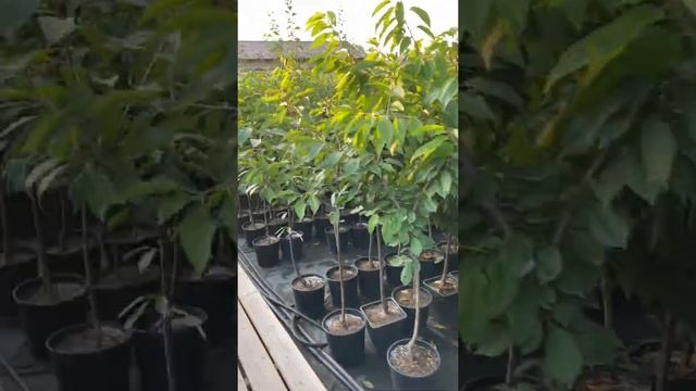 Плодовые деревья с Закрытой Корневой Системой (3-х, 4-х летние) смотреть онлайн