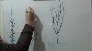 Как ОБРЕЗАТЬ колоновидные деревья. Формировка КОЛОНОВИДНЫХ ЯБЛОНЬ.