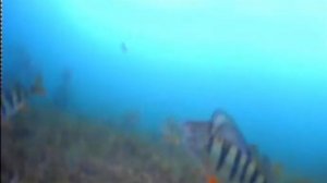 Подводная съёмка!!Шарыповский район,Парная,Большое Озеро!Мормышка.Рыбалка зимняя.Гвоздекубик.Камера