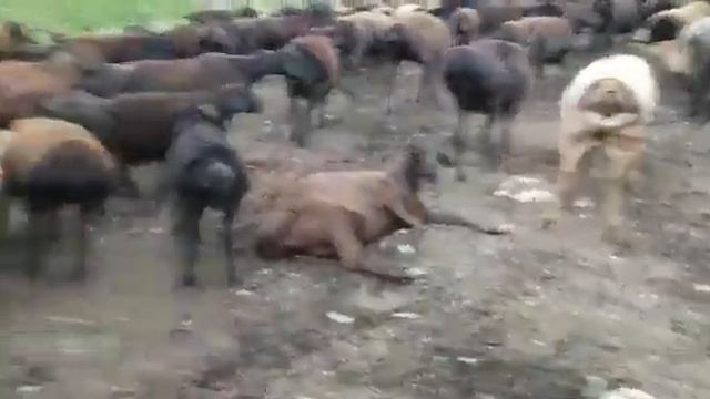 овцы гиссарской породы смотреть онлайн