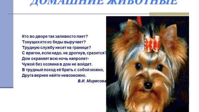 Презентация для детского сада: "Домашние и дикие животные" смотреть онлайн