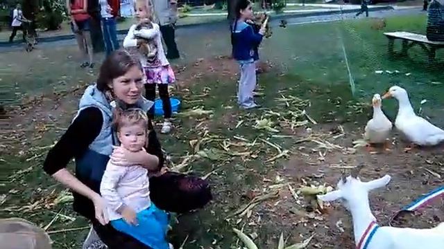 день кино 2015 г. Выездной контактный зоопарк смотреть онлайн