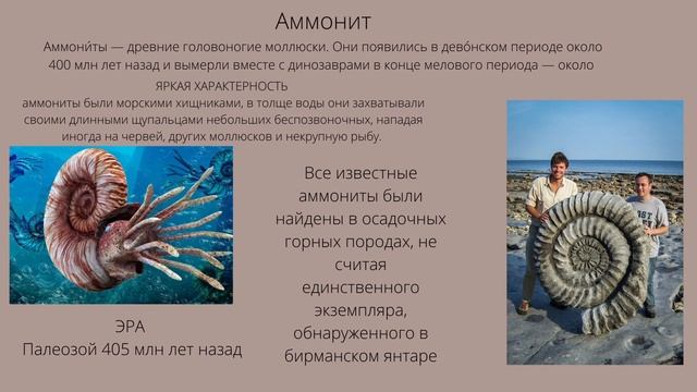 Аммонит.mp4 смотреть онлайн