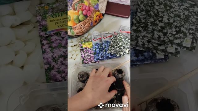 сеем лобелию, расскажу как просто это сделать. смотреть онлайн