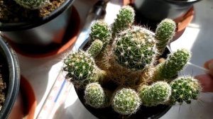 Mammillaria gracilis v. pulchella (особенности выращивания)
