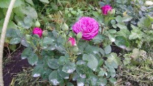 Обзор розы Heidi Klum, Tantau Германия 1999