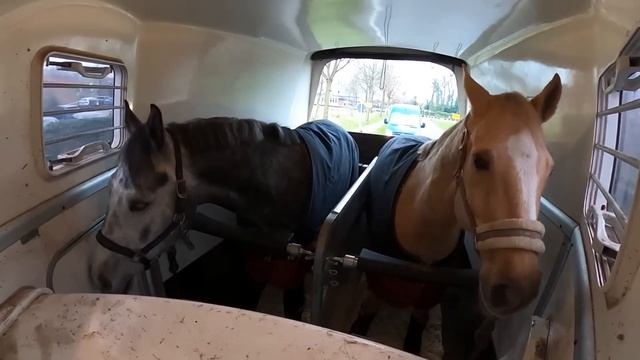 COOKI & GOLUM müssen in die KLINIK смотреть онлайн